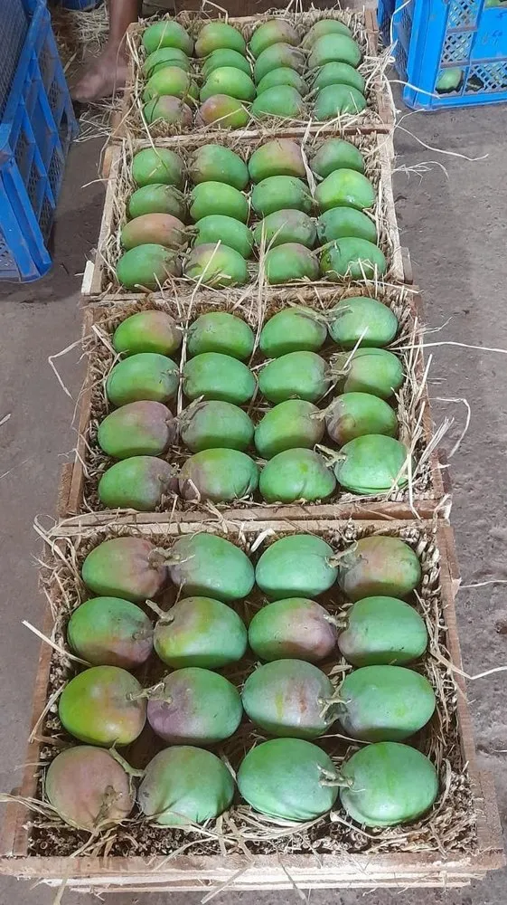 Home product jpeg 1000x1000 (1)